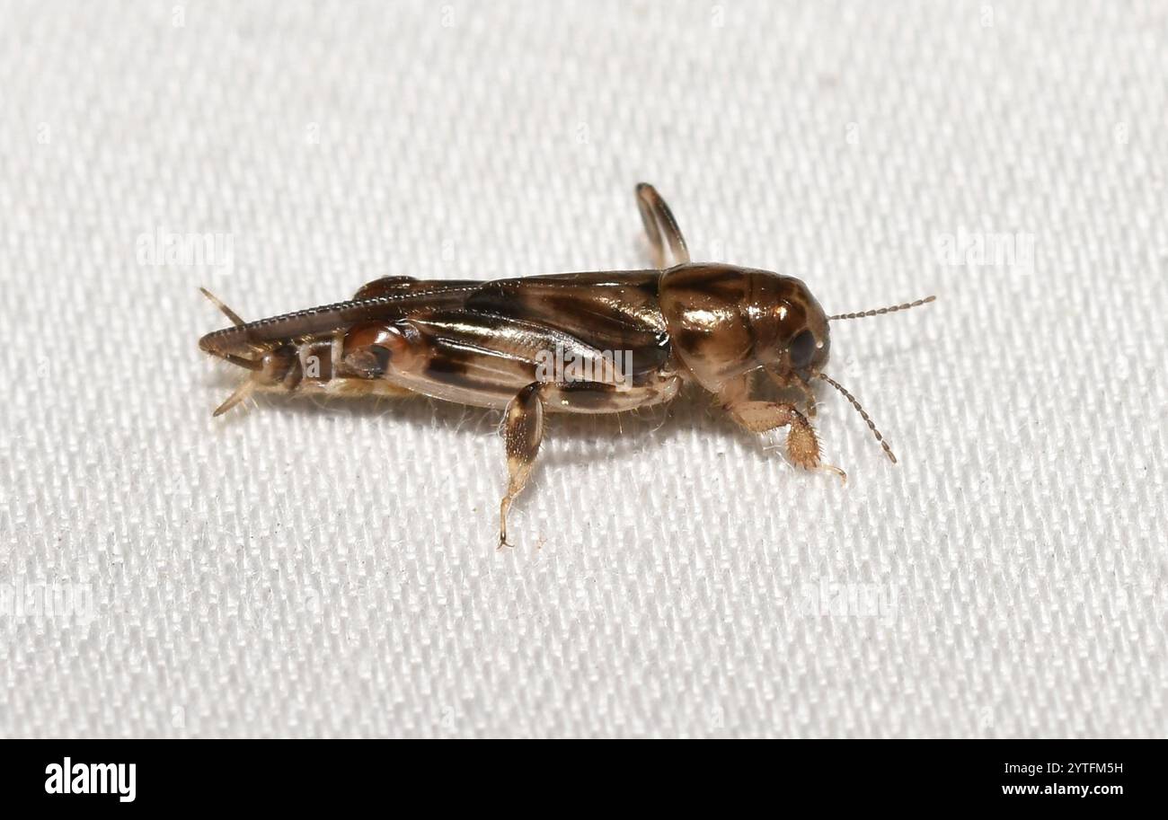 Größerer Zwergmole Grasshopper (Neotridactylus apicialis) Stockfoto