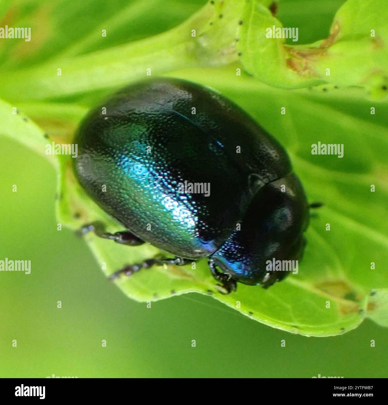 (Chrysolina varians) Stockfoto