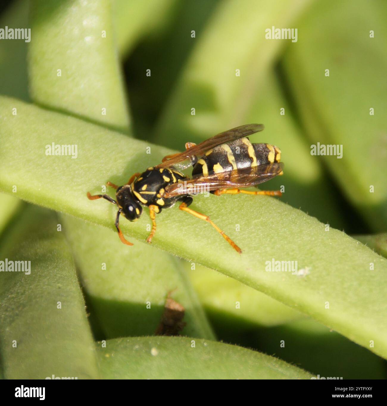 European Paper Wasp (Polistes Dominula) Stockfoto