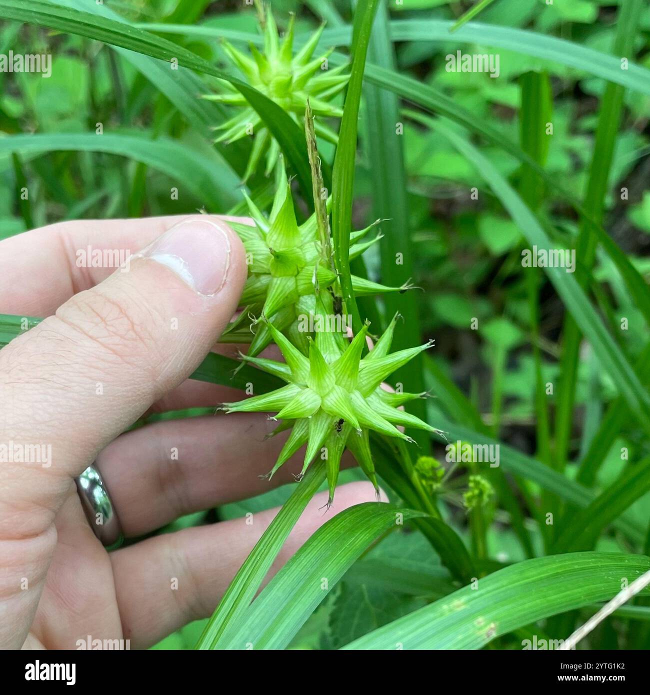 Gray's Segge (Carex gryi) Stockfoto