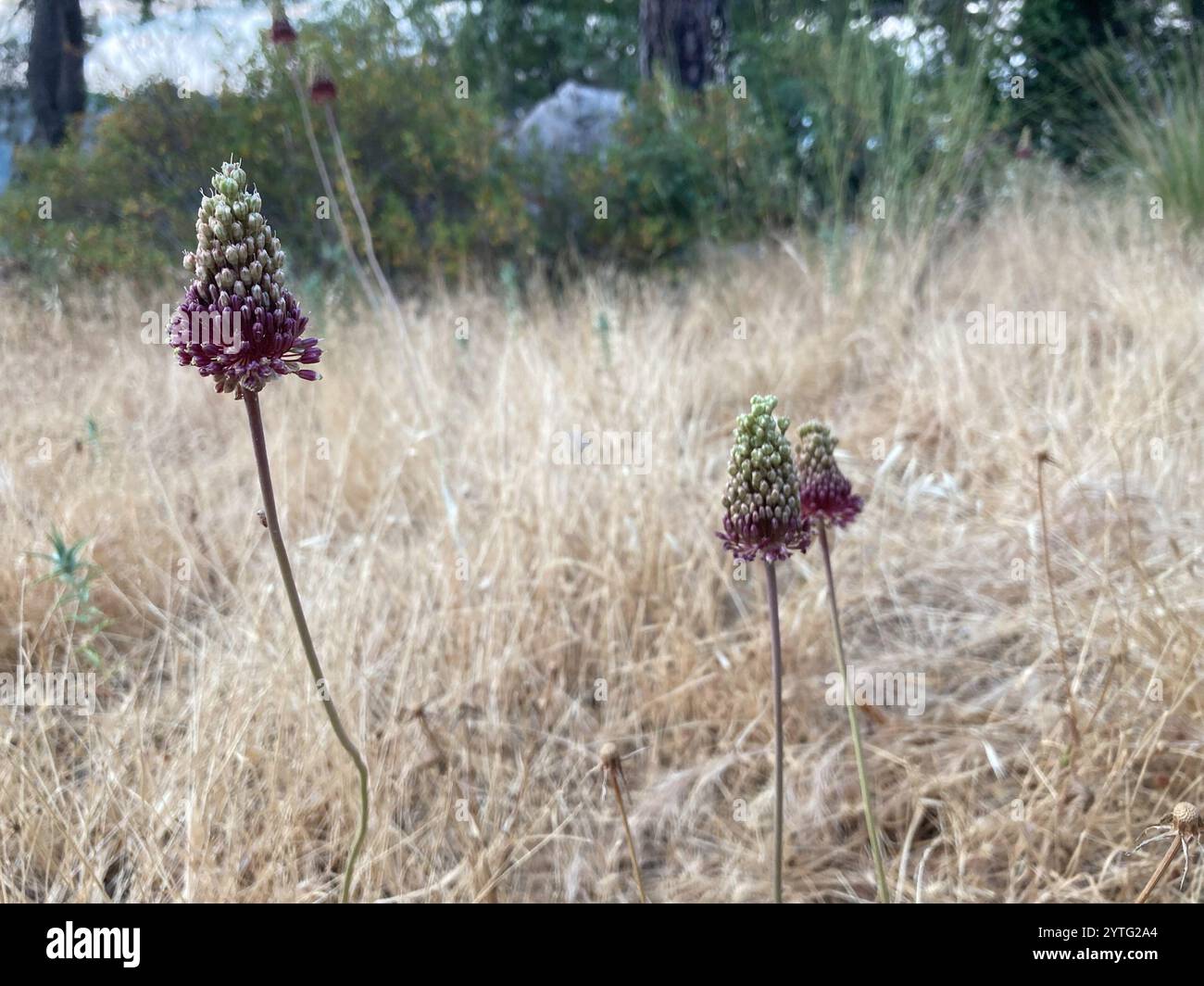 Amethyst-Knoblauch (Allium amethystinum) Stockfoto