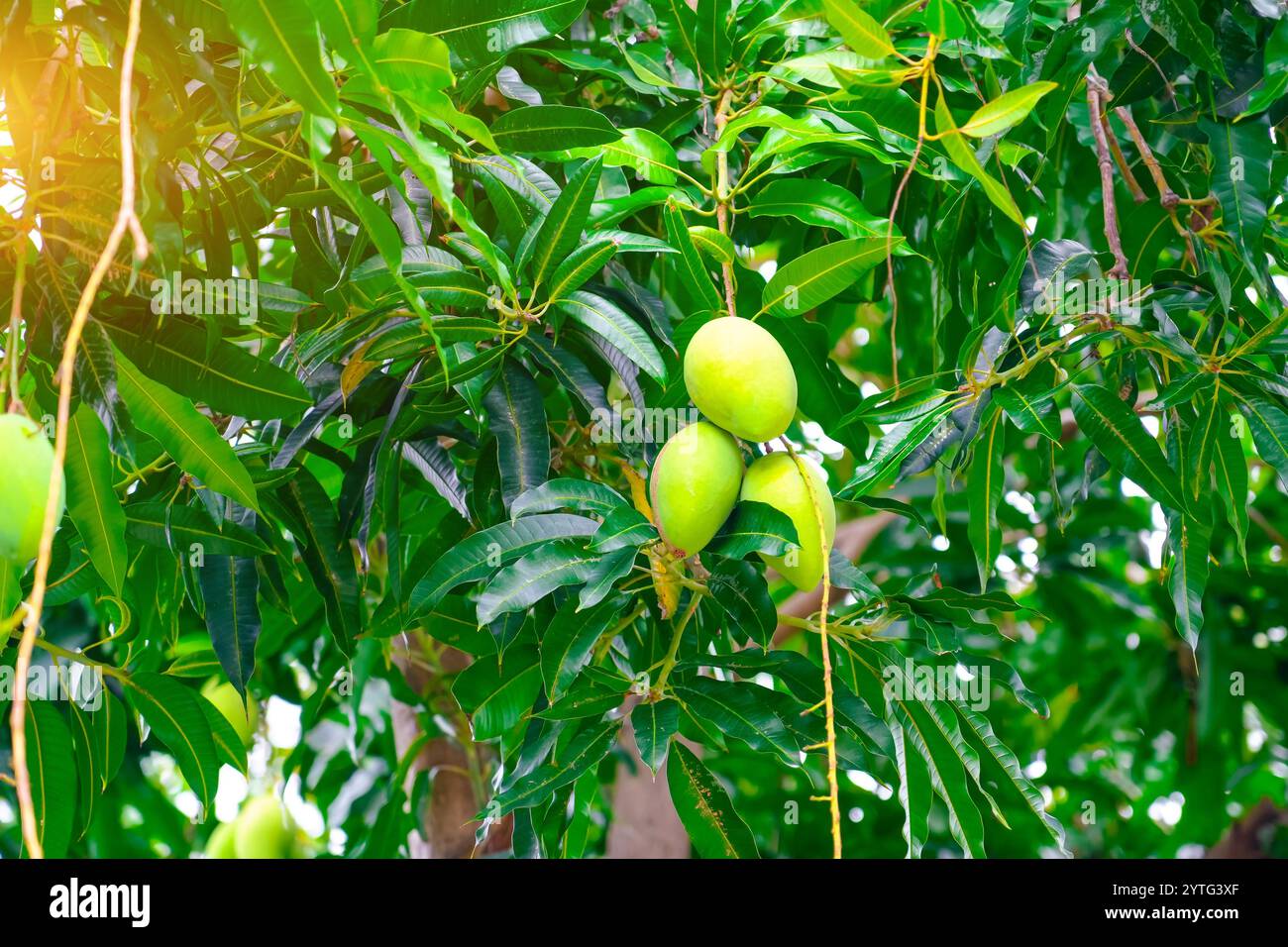 Mangobrüchte mit grünen Blättern, Naturkonzept Stockfoto