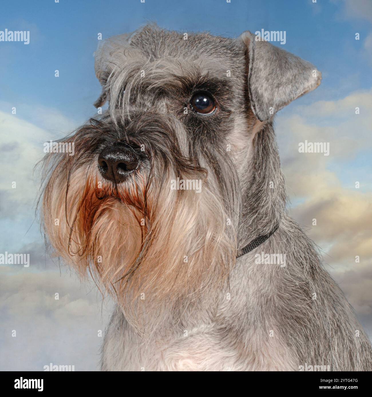 Zwergschnauzer Hund Stockfoto