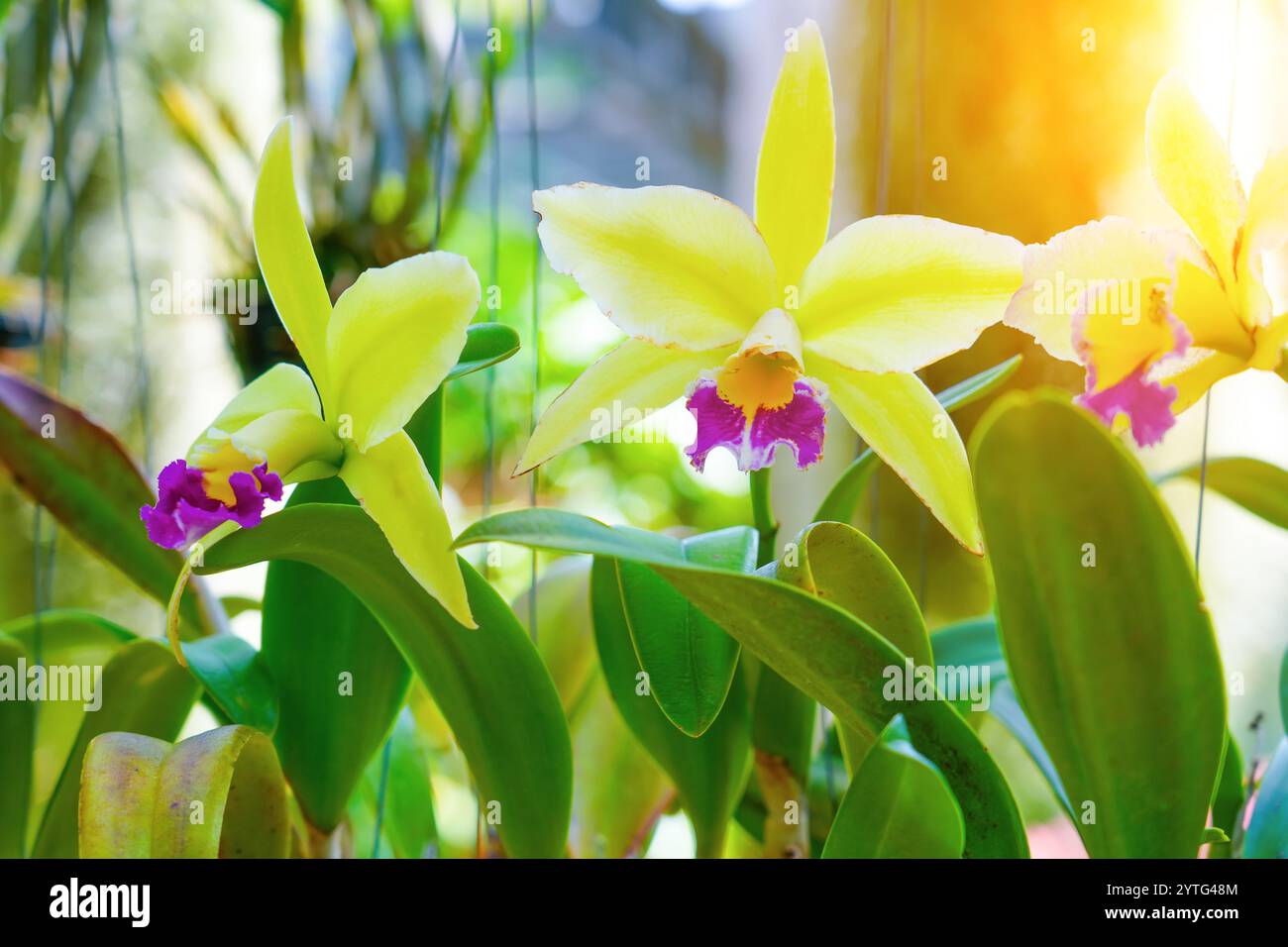 Tropische schöne gelbe Orchideenblüten in Töpfen in nassen exotischen Gartenkulturen Zuchtvermehrung. Stockfoto