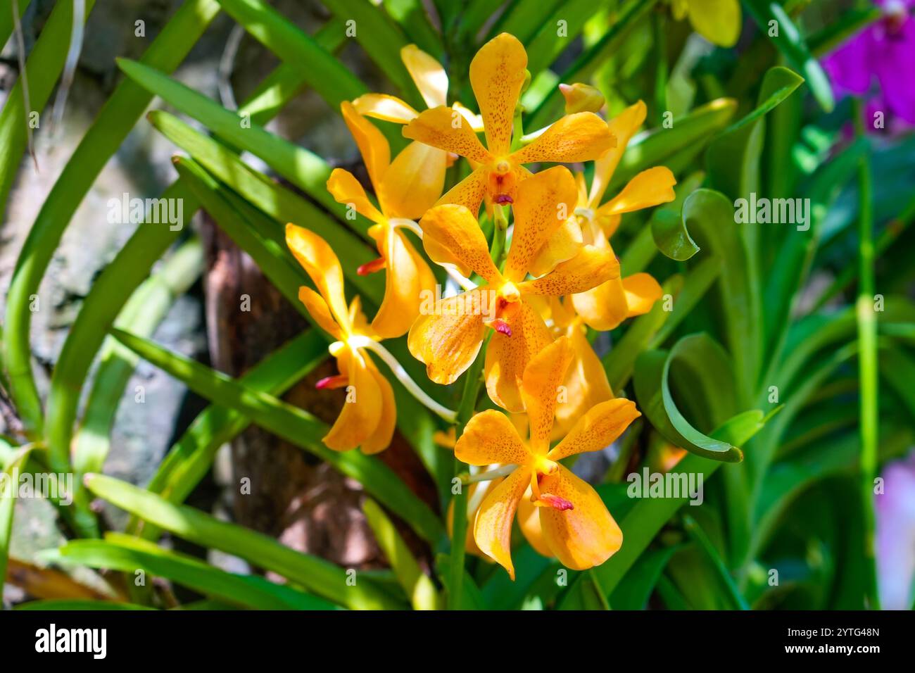 Tropische schöne gelbe Orchideenblüten in Töpfen in nassen exotischen Gartenkulturen Zuchtvermehrung. Stockfoto