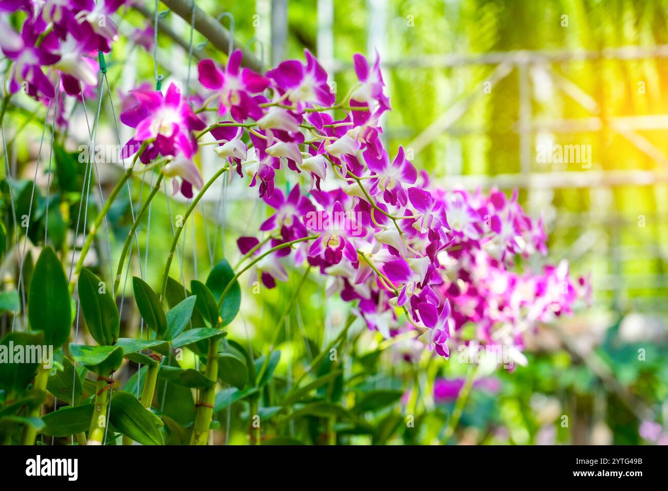 Tropisch schöne Orchideenblüten in Töpfen im nassen exotischen Gartenanbau Zuchtvermehrung. Stockfoto
