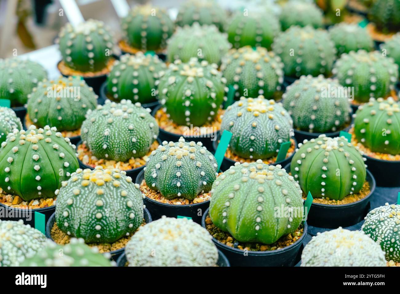 Astrophytum asterias cactus Pflanze in Gewächshäusern Stockfoto