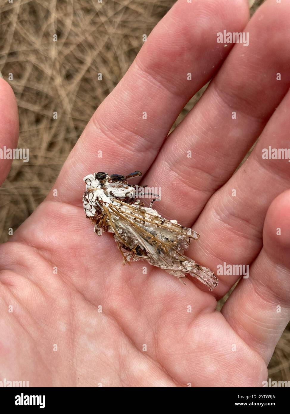 Riesige Leopardenmote (Hypercompe scribonia) Stockfoto