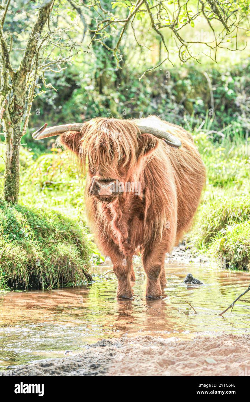 hochlandkuh, die im Wasser steht Stockfoto