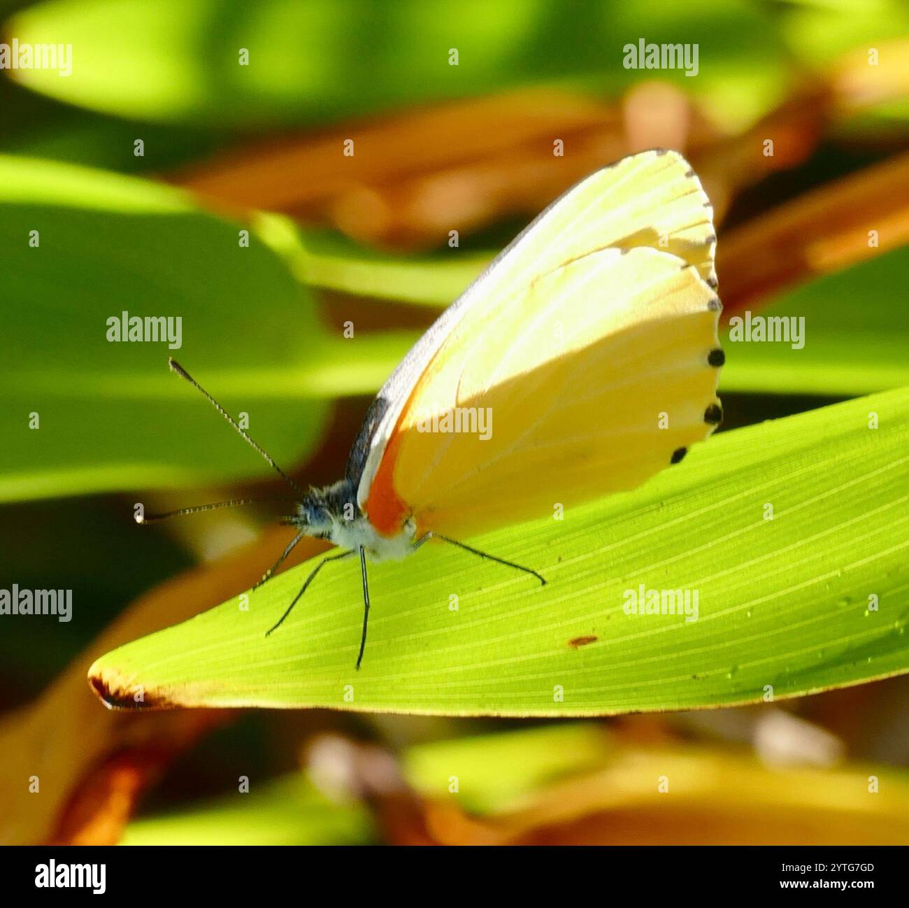 Gemeinsame gepunktete Grenze (Mylothris agathina agathina) Stockfoto