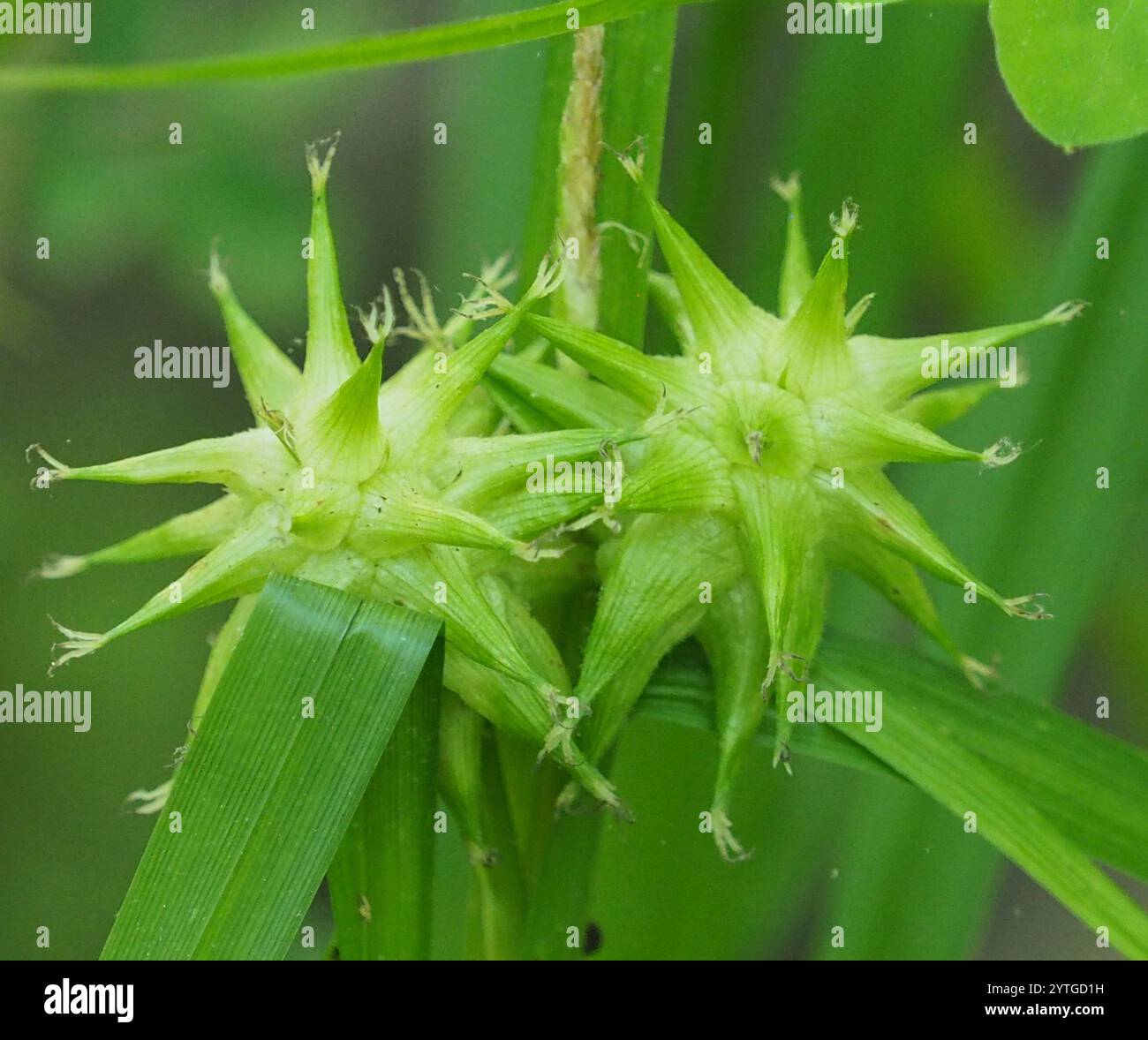 Gray's Segge (Carex gryi) Stockfoto