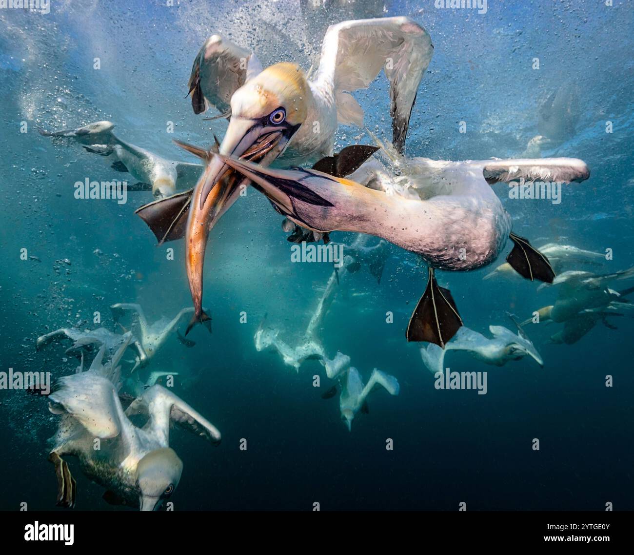 Augenhöhe beim Tauchen der Nördlichen Tölpel (Morus bassanus), die Makrele (Scomber scombrus) unter Wasser nehmen. Mehrere andere Tauchtölpel im Hintergrund. Stockfoto