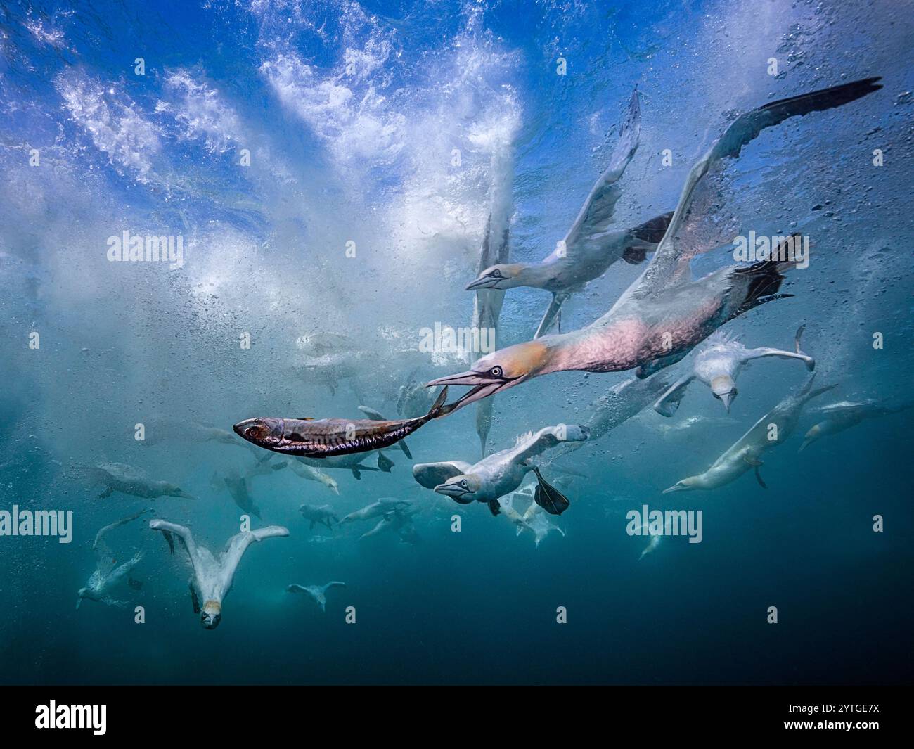 Augenhöhe beim Tauchen der Nördlichen Tölpel (Morus bassanus), die Makrele (Scomber scombrus) unter Wasser nehmen. Mehrere andere Tauchtölpel im Hintergrund Stockfoto