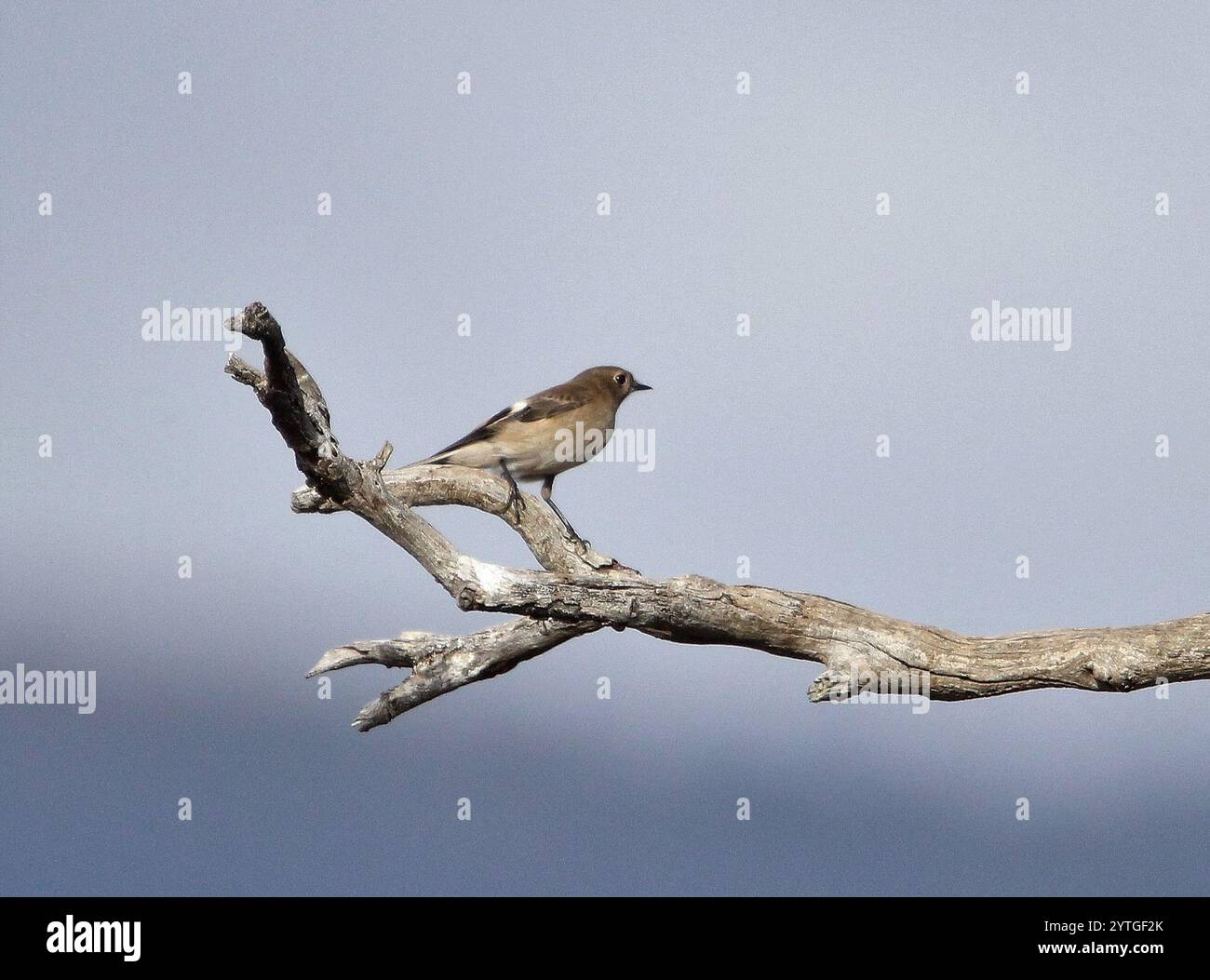 Flamme Robin (Petroica Phoenicea) Stockfoto