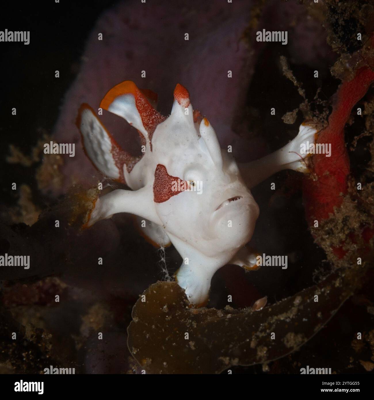 Augenhöhe mit einem Juvenille Warty (Clown) Anglerfisch (Antennarius maculatus) saß zwischen Weichkorallen. Stockfoto