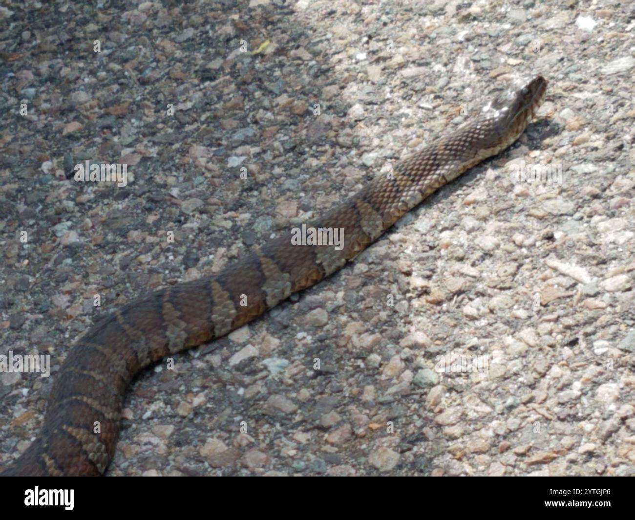 Nördliche Wasserschlange (Nerodia sipedon sipedon) Stockfoto