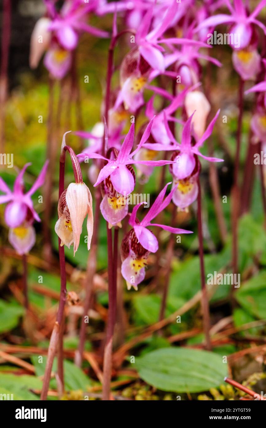 Ein Haufen rosafarbener Blumen mit gelben Mittelpunkten. Die Blüten sind klein und haben ein zartes Aussehen. Konzept von Schönheit und Ruhe Stockfoto