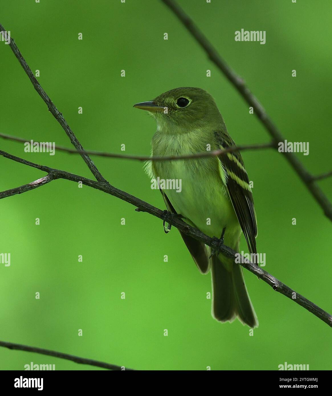 Acadian Flycatcher (Empidonax Virescens) Stockfoto