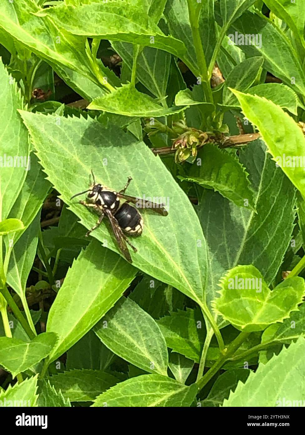 Kühner Hornisse (Dolichovespula Maculata) Stockfoto