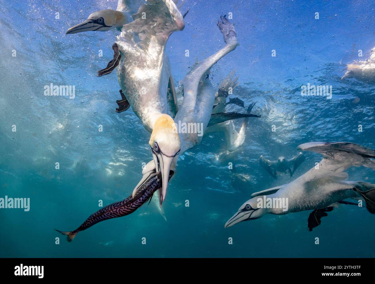 Augenhöhe beim Tauchen der Nördlichen Tölpel (Morus bassanus), die Makrele (Scomber scombrus) unter Wasser nehmen. Mehrere andere Tauchtölpel im Hintergrund Stockfoto