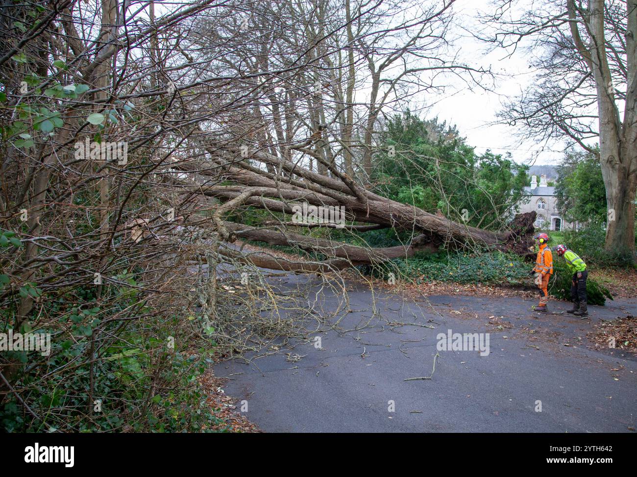 Sidmouth, Devon, 7. Dezember 24 Storm Darragh bringt den zweiten Baum innerhalb von 30 Metern auf der Sid Road in Sidmouth. Weniger als drei Stunden nachdem der erste Baum von der Straße geräumt wurde, hat ein zweiter den Zugang zur Küstenstadt Devonshire blockiert. Die Straße wurde von Bäumen im Sturm Darragh blockiert Stockfoto