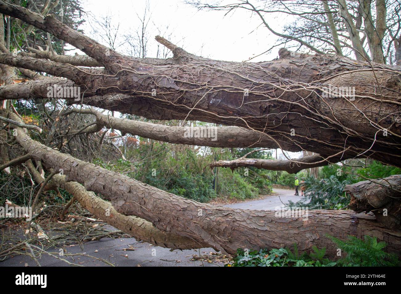 Sidmouth, Devon, 7. Dezember 24 Storm Darragh bringt den zweiten Baum innerhalb von 30 Metern auf der Sid Road in Sidmouth. Weniger als drei Stunden nachdem der erste Baum von der Straße geräumt wurde, hat ein zweiter den Zugang zur Küstenstadt Devonshire blockiert. Die Straße wurde von Bäumen im Sturm Darragh blockiert Stockfoto