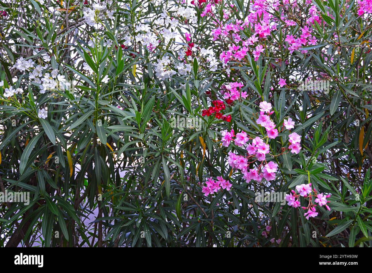 Der gewöhnliche Oleander (Nerium Oleander) ist ein in den subtropischen Regionen des Planeten verbreiteter Sträucher Stockfoto