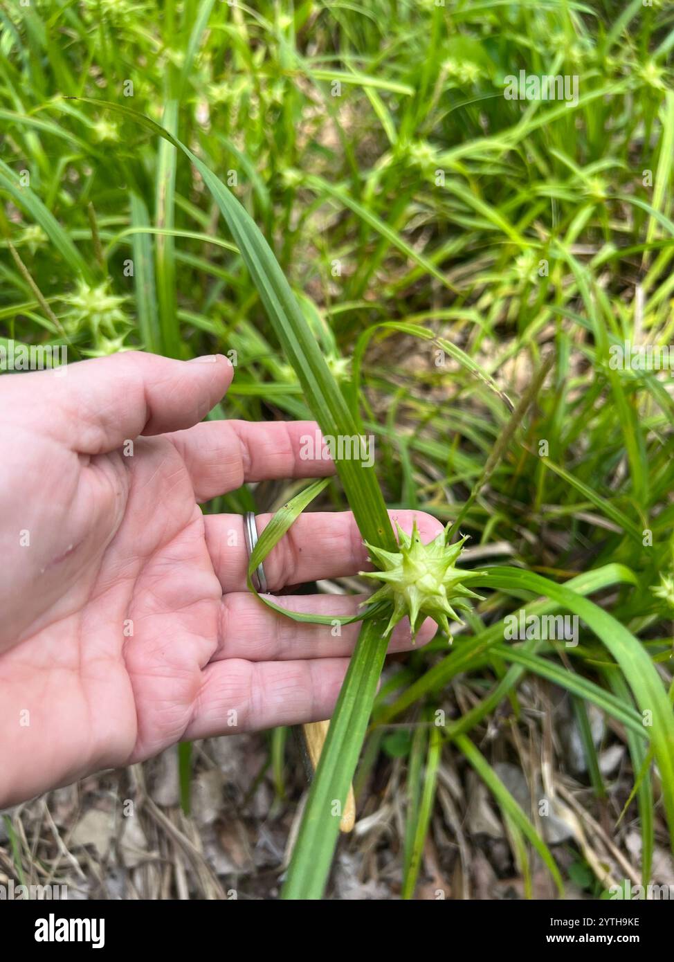 Gray's Segge (Carex gryi) Stockfoto