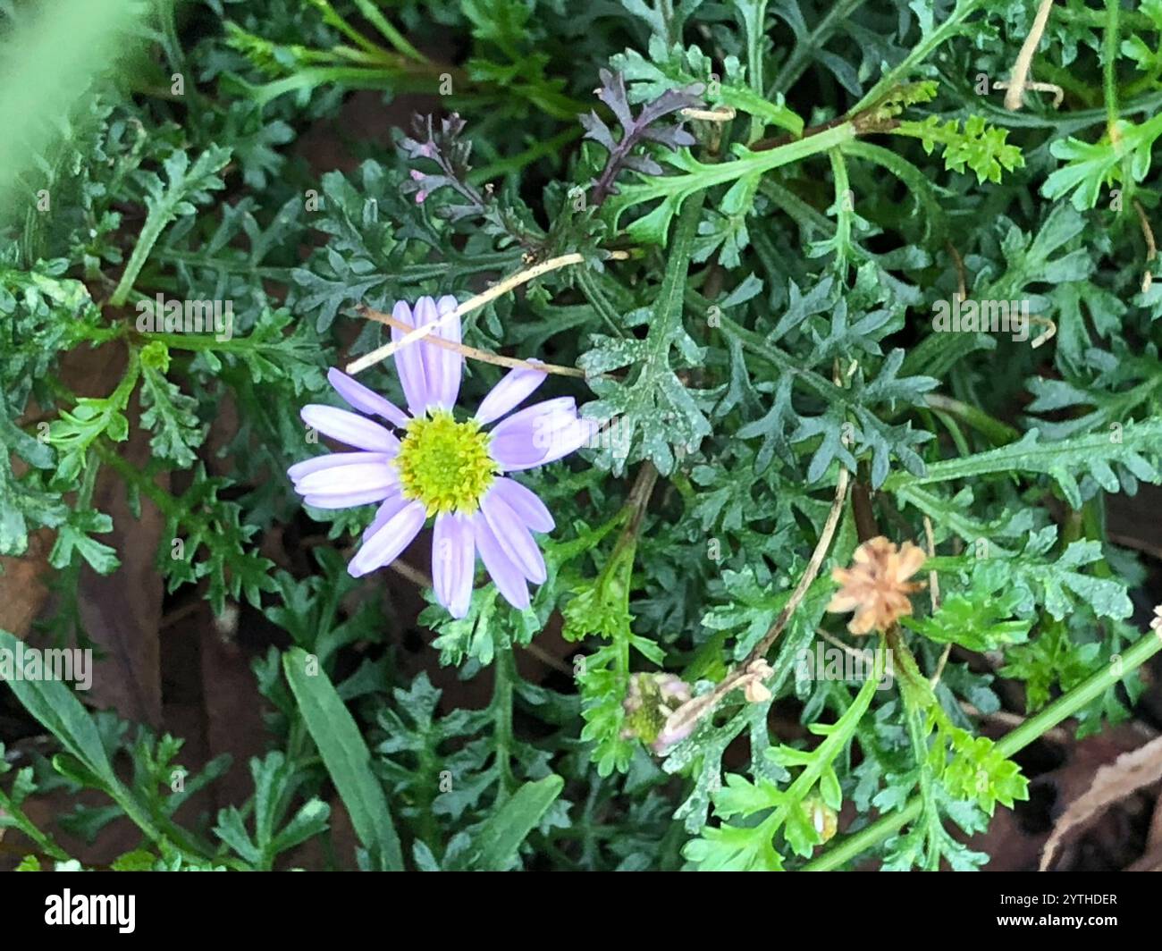 Schnittblättrige Gänseblümchen (Brachyscome multifida) Stockfoto