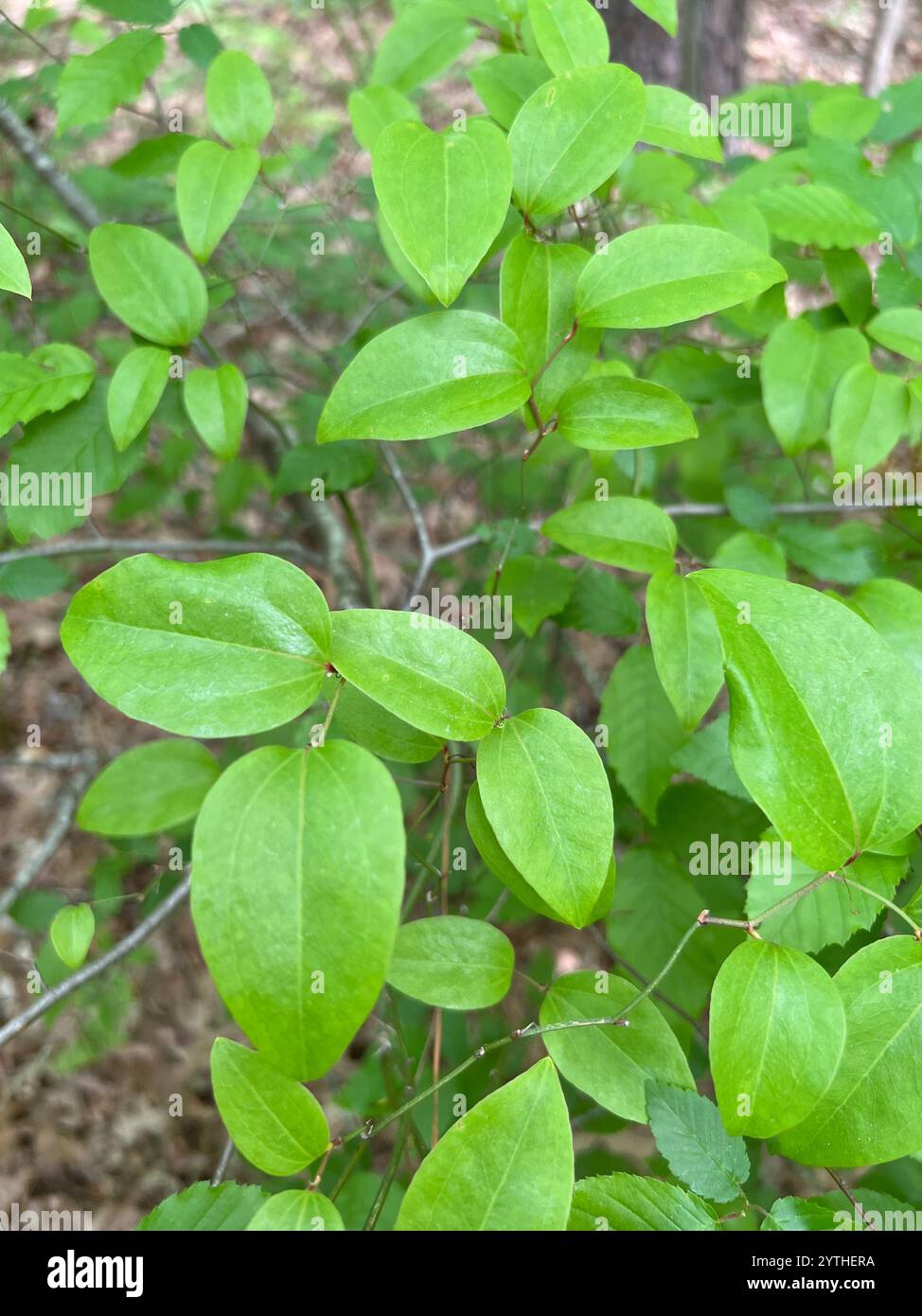 Roundleaf greenbrier (Smilax rotundifolia) Stockfoto