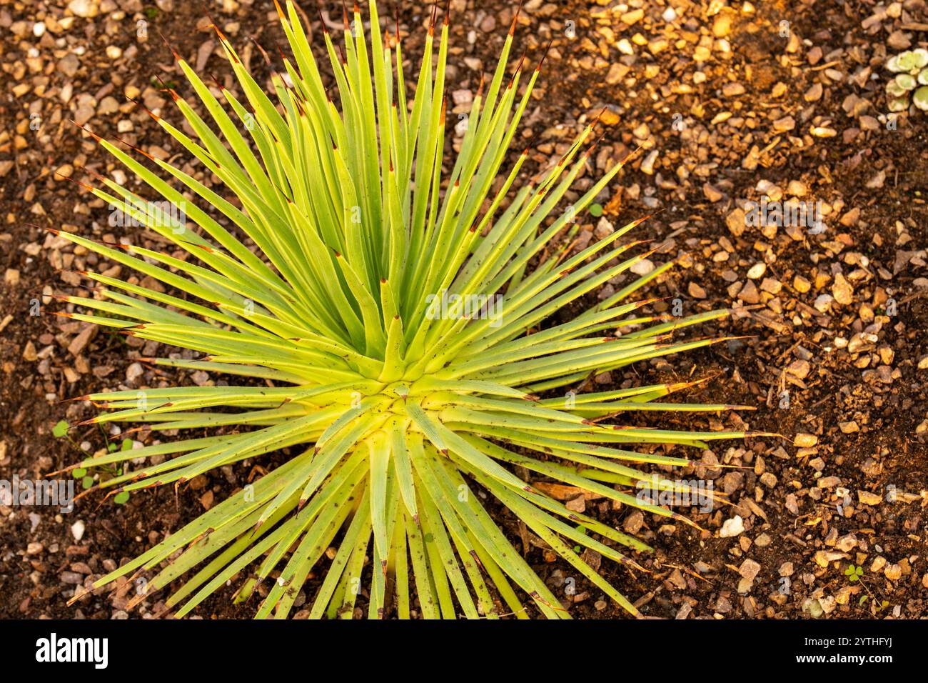 Spikey und funkelnd, Agave stricta „Nana“ mit negativem Raum. Natürliches Nahaufnahme-Pflanzenporträt. Beruhigend, beruhigend, lebendig, belebend, handhabbar, Stockfoto