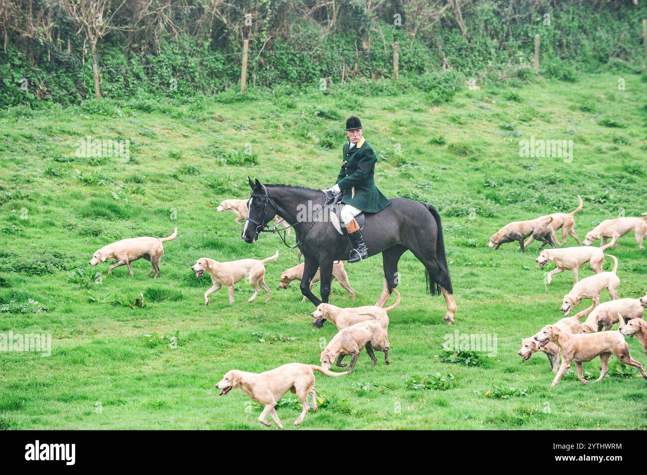 huntsman mit einer Packung harrier Hounds aus dem Dart Vale und South Pool harriers in Devon, Großbritannien Stockfoto