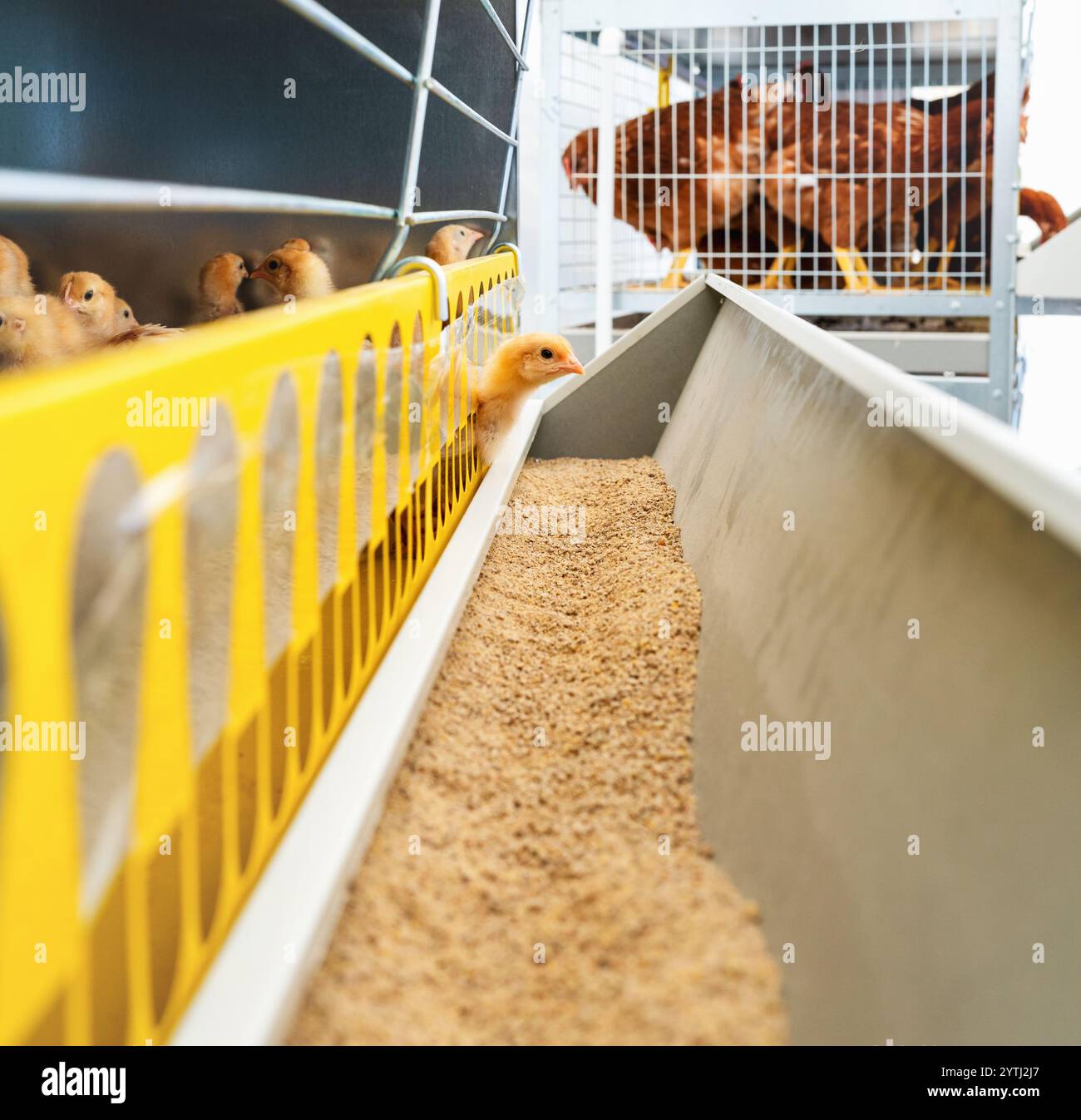 Hühnerstarterbröckeln im Käfigkäfiger im Geflügelzuchtbetrieb. ISA braune Küken im Käfig. Stockfoto