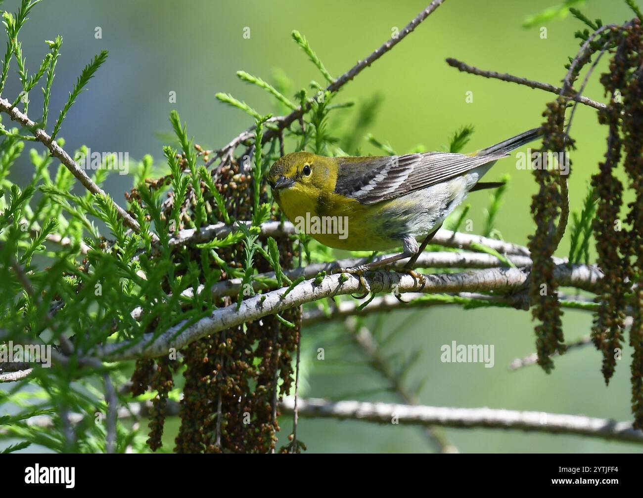 Kiefernfänger (Setophaga pinus) Stockfoto