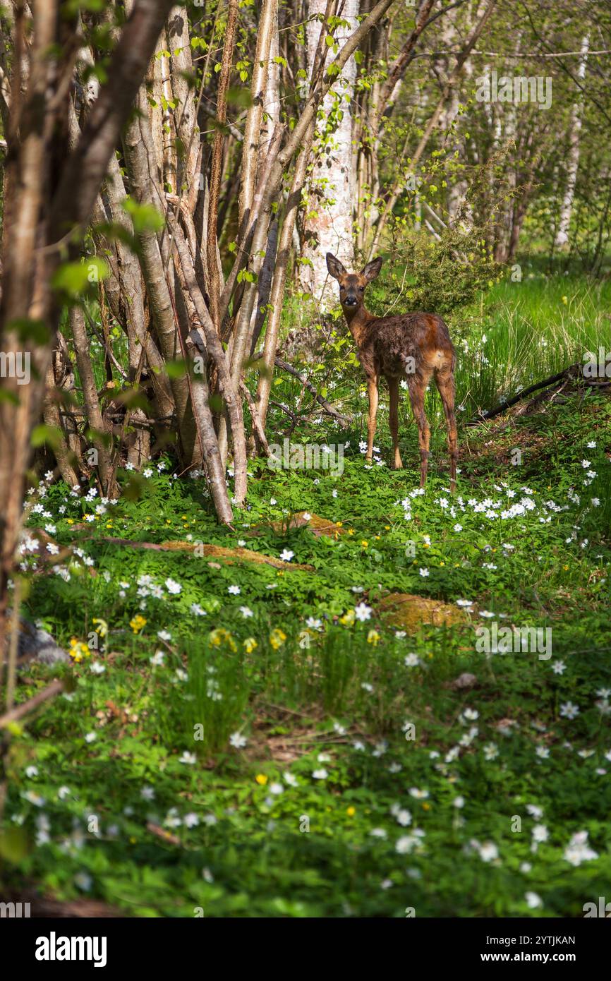 Junger europäischer Hirsch inmitten weißer Anemonblüten in einem üppigen Wald im Naturschutzgebiet Nåtö auf den Åland-Inseln, Finnland, an einem sonnigen Tag im Frühling. Stockfoto