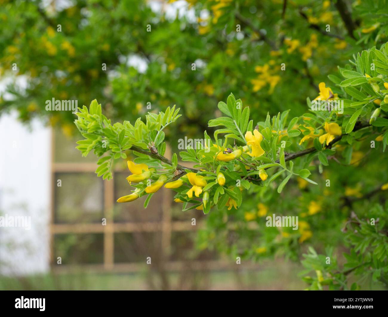 Sibirische Peashrub (Caragana Arborescens) Stockfoto