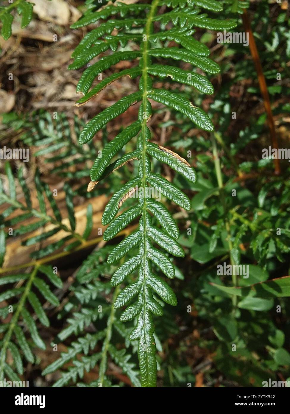 Austral Bracken (Pteridium esculentum) Stockfoto