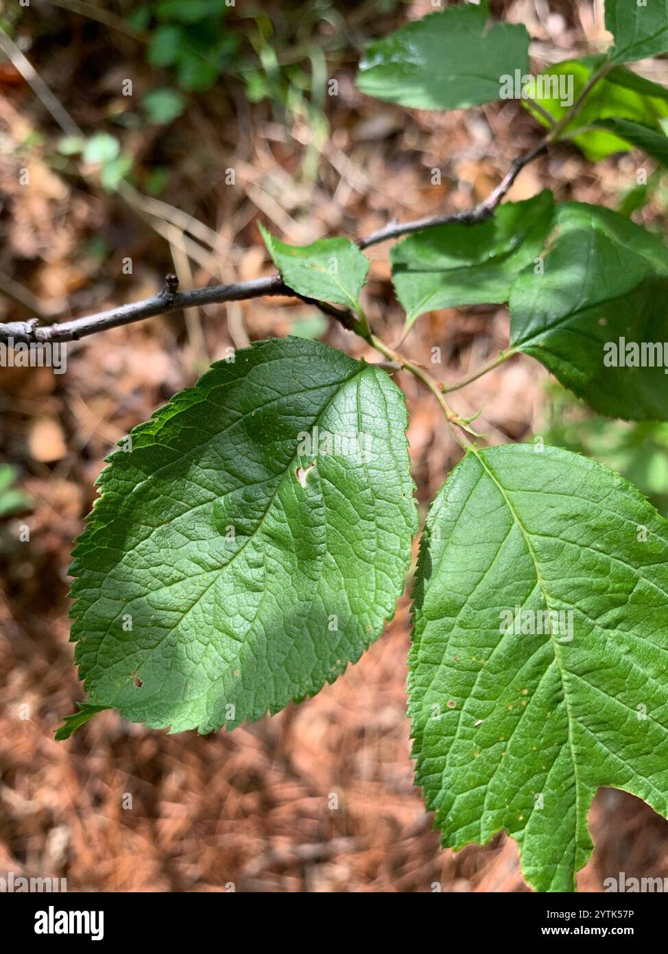 Mexikanische Pflaume (Prunus mexicana) Stockfoto