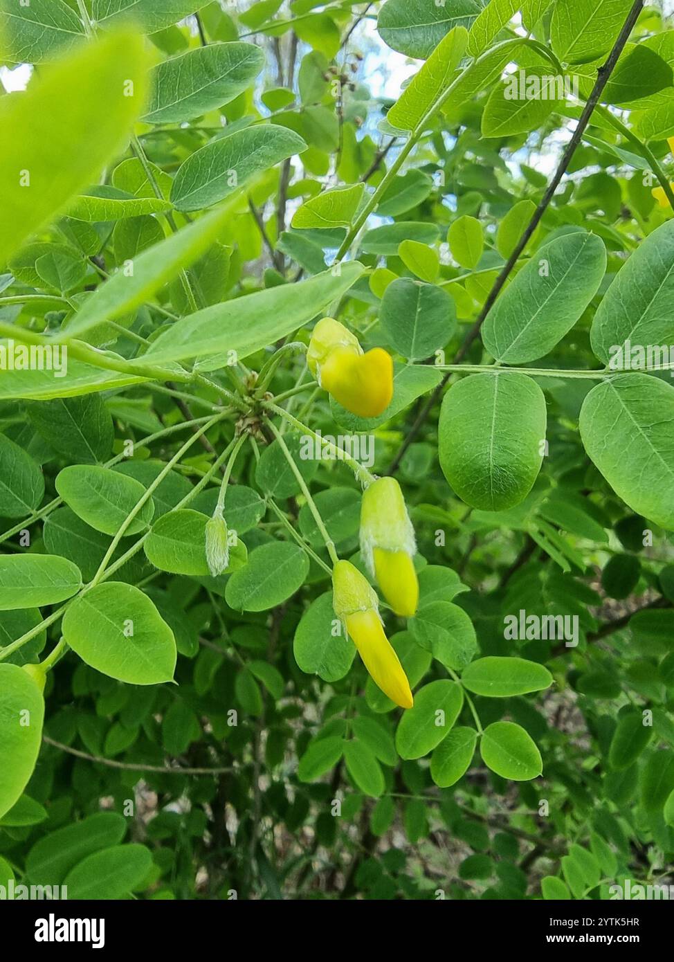 Sibirische Peashrub (Caragana Arborescens) Stockfoto