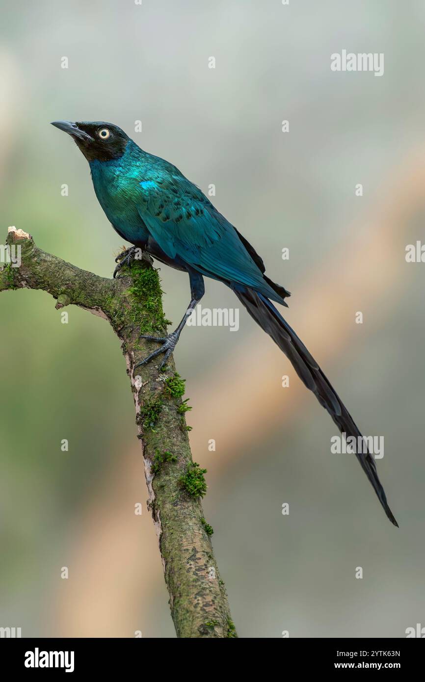 Langschwanz-Hochglanzstarling Lamprotornis caudatus Stockfoto