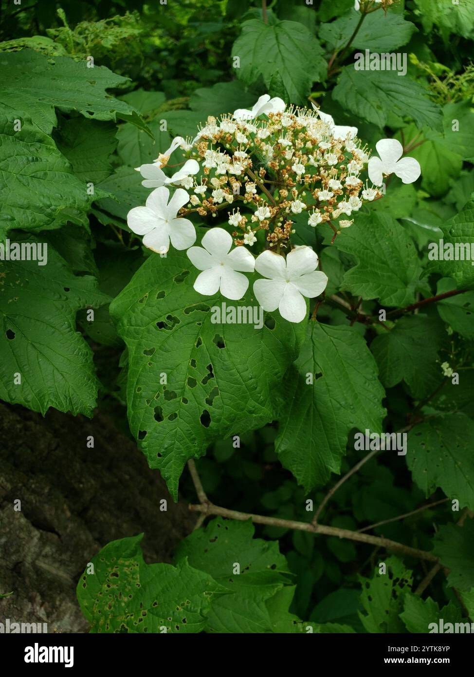 Amerikanischer Hochbusch Cranberry (Viburnum opulus americanum) Stockfoto