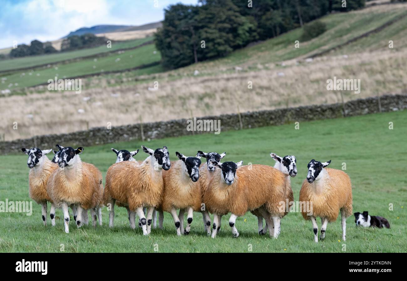 Im Norden Englands sind Mule-Gimer-Lämmer, eine Kreuzung aus einem Swaledale-Schaf und einem Bluefaced-Leicester-Widder, die im Herbst verkauft werden können. N Stockfoto