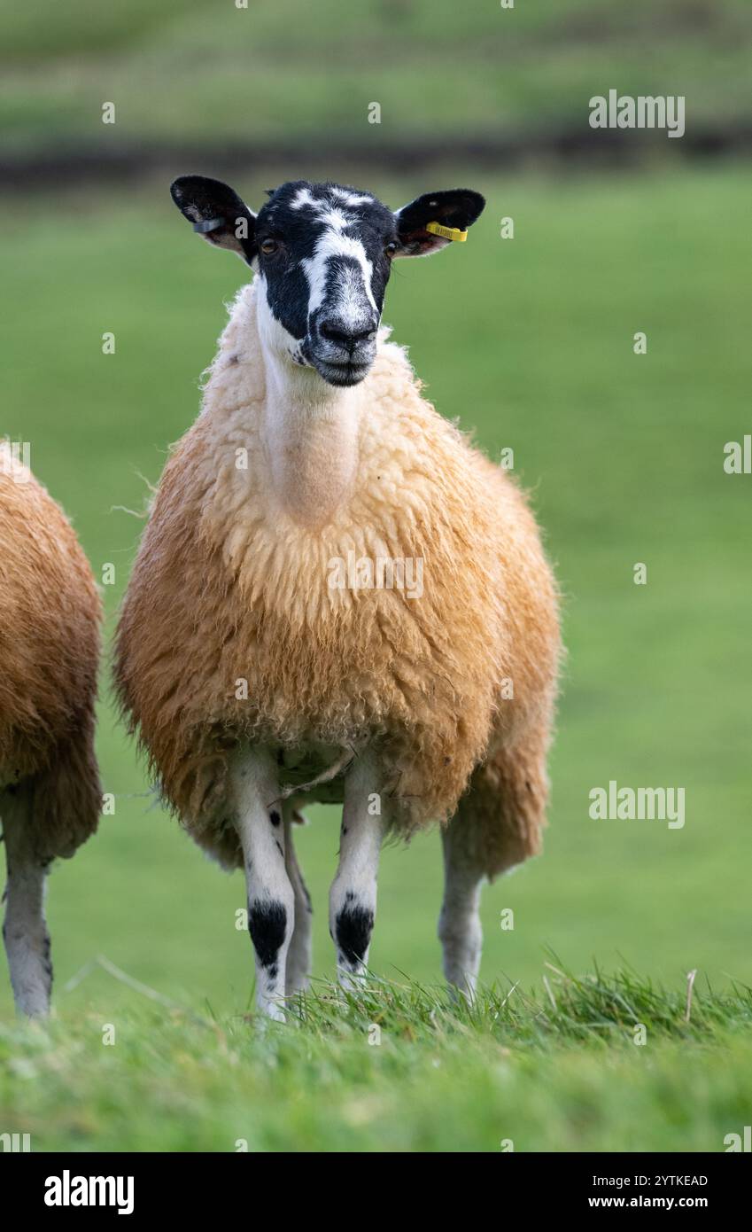 Im Norden Englands sind Mule-Gimer-Lämmer, eine Kreuzung aus einem Swaledale-Schaf und einem Bluefaced-Leicester-Widder, die im Herbst verkauft werden können. N Stockfoto
