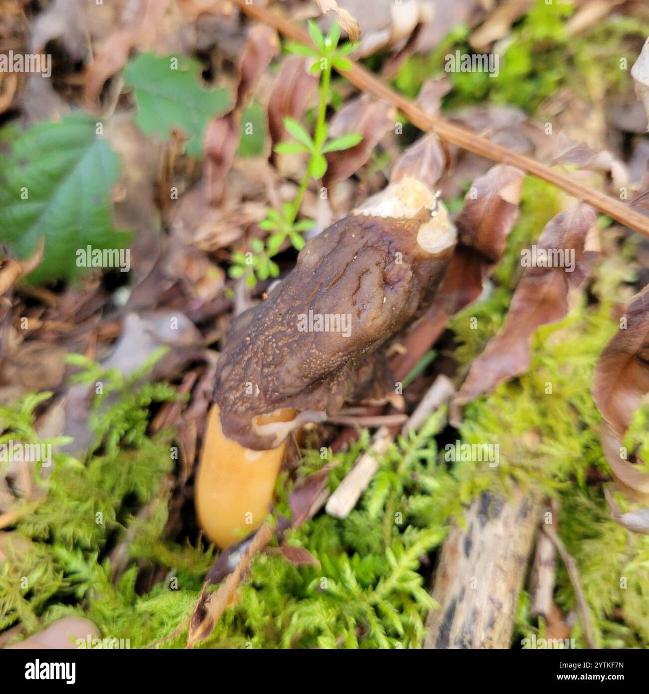 Zerknitterter Kauschelmoor (Verpa bohemica) Stockfoto