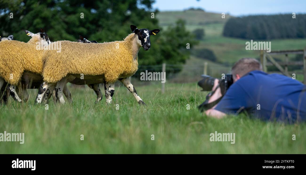 Der Fotograf lag auf dem Boden und machte Fotos von Schafen auf einem Feld. Northumberland, Großbritannien Stockfoto