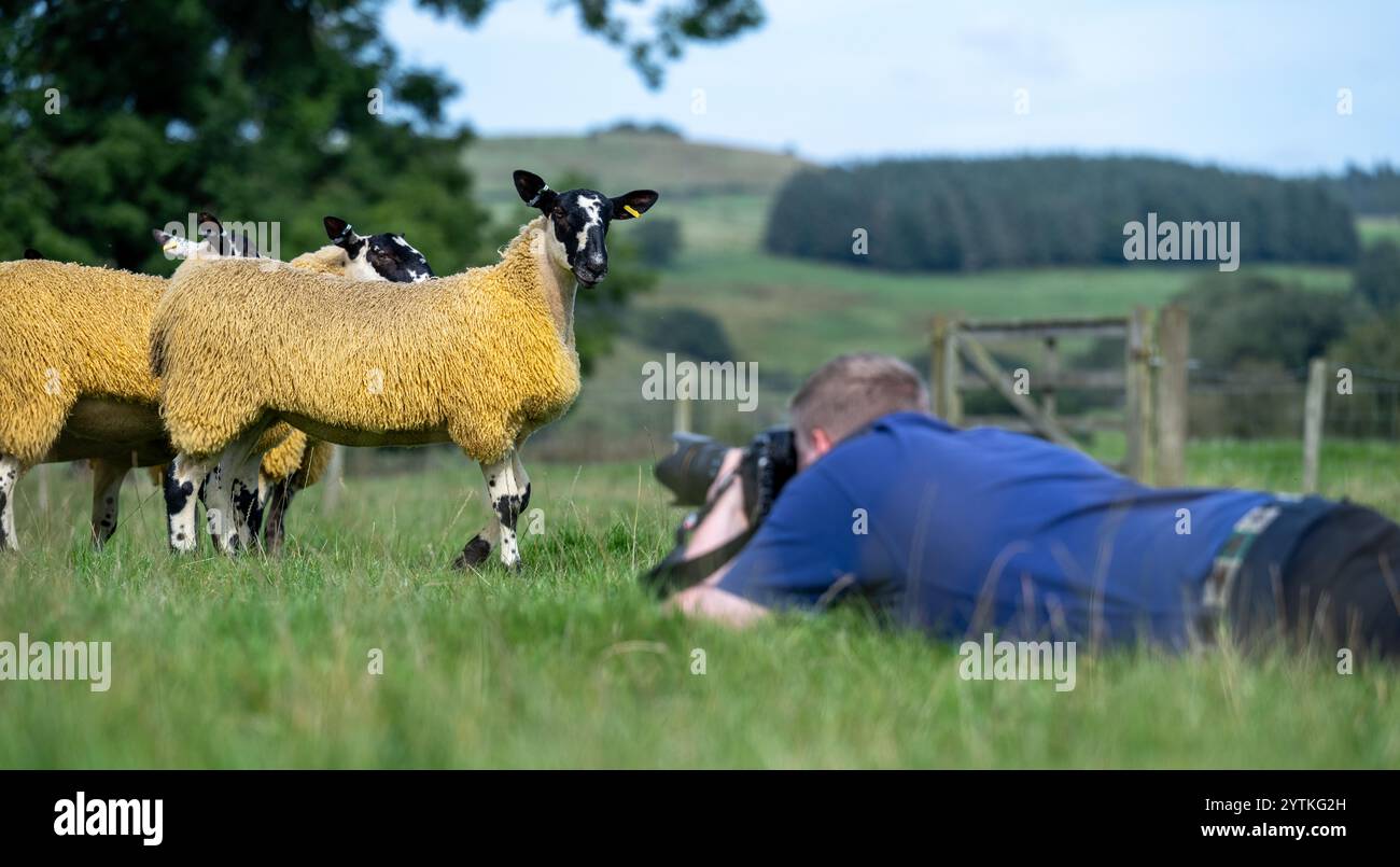 Der Fotograf lag auf dem Boden und machte Fotos von Schafen auf einem Feld. Northumberland, Großbritannien Stockfoto