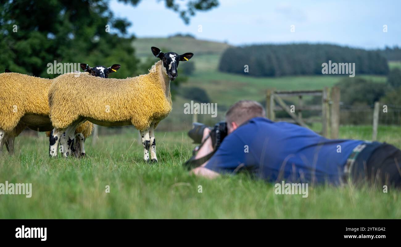 Der Fotograf lag auf dem Boden und machte Fotos von Schafen auf einem Feld. Northumberland, Großbritannien Stockfoto