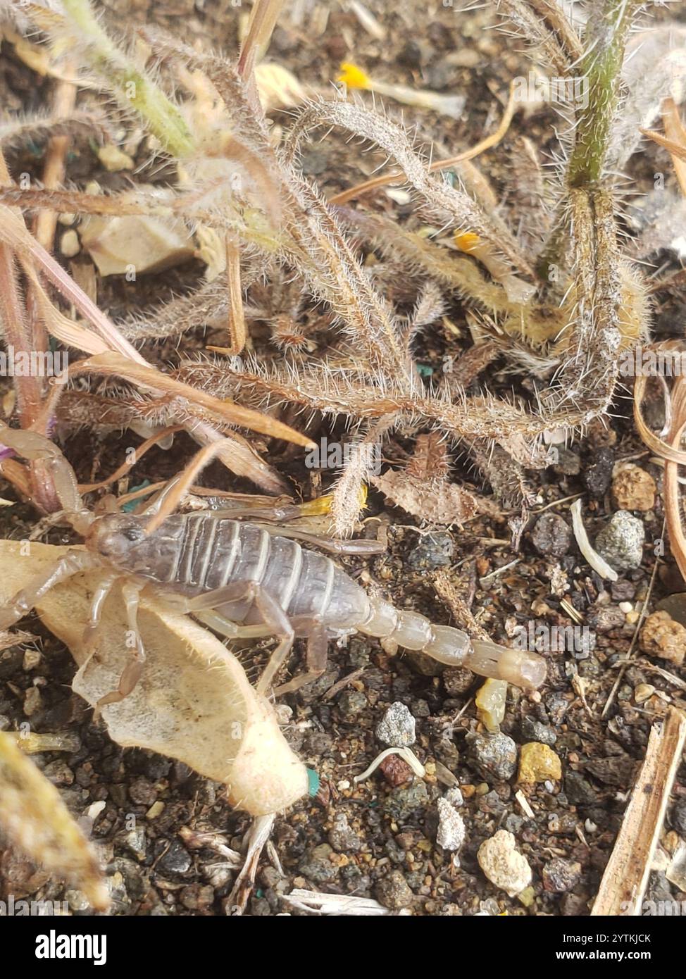 Nördlicher Skorpion (Paruroctonus boreus) Stockfoto