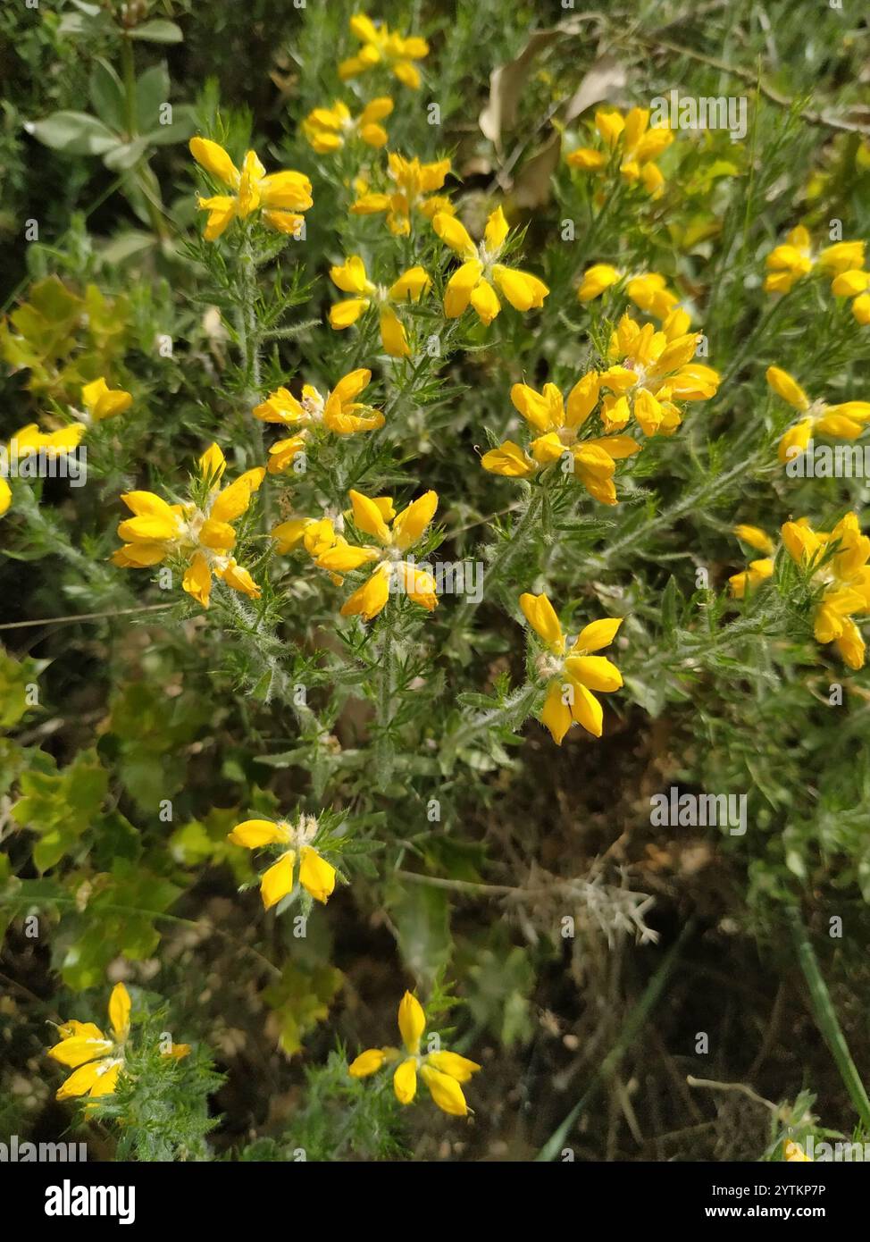 (Genista hispanica hispanica) Stockfoto