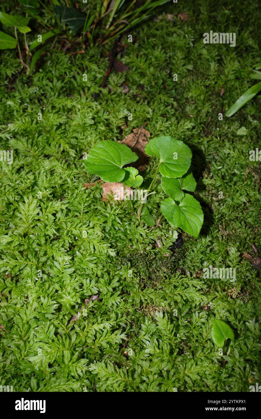 Mnium Hornum Moos aus nächster Nähe Stockfoto